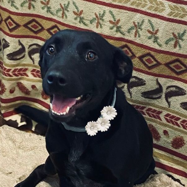 Dog for adoption Brynn, a Black Labrador Retriever & Australian