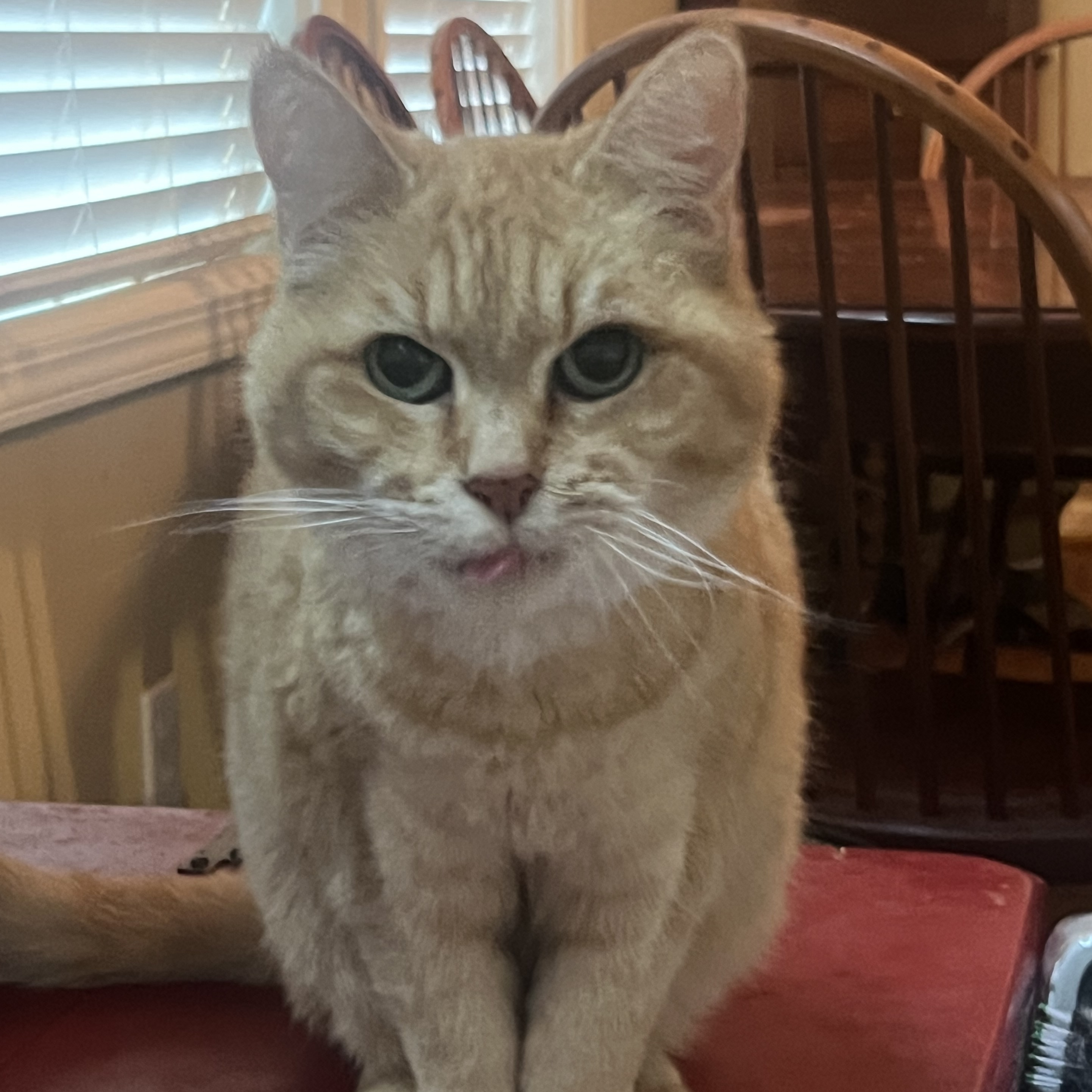 Vickie, a Adoptable Tabby in Hickory, NC image 3/5