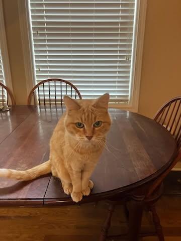 Vickie, a Adoptable Tabby in Hickory, NC image 5/5