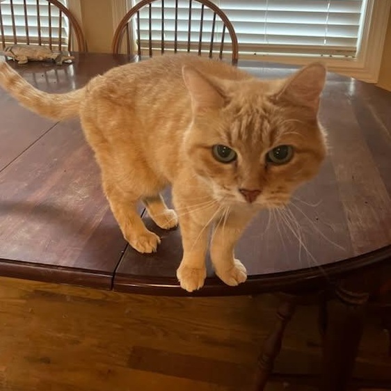 Vickie, a Adoptable Tabby in Hickory, NC image 1/5