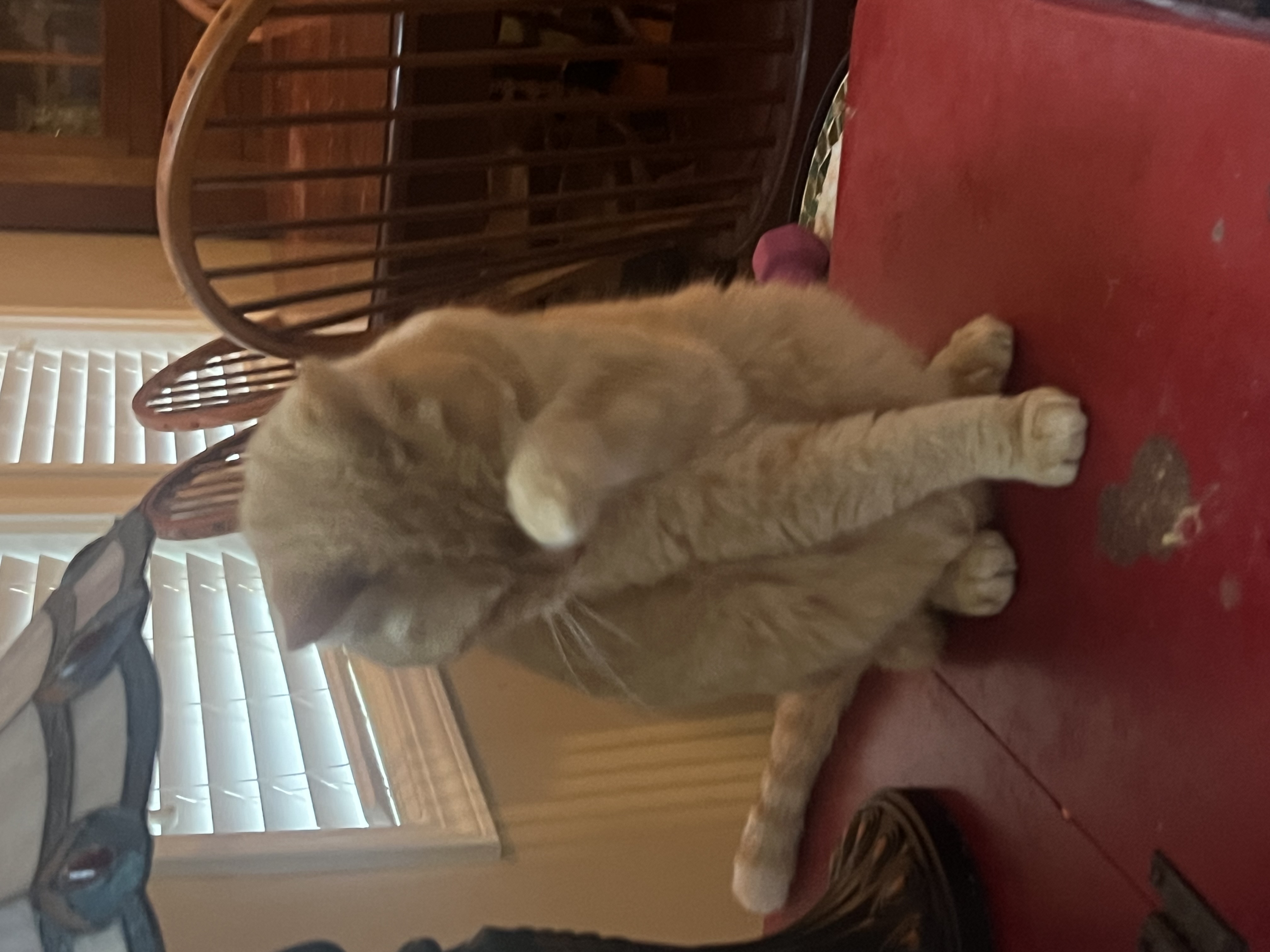 Vickie, a Adoptable Tabby in Hickory, NC image 4/5