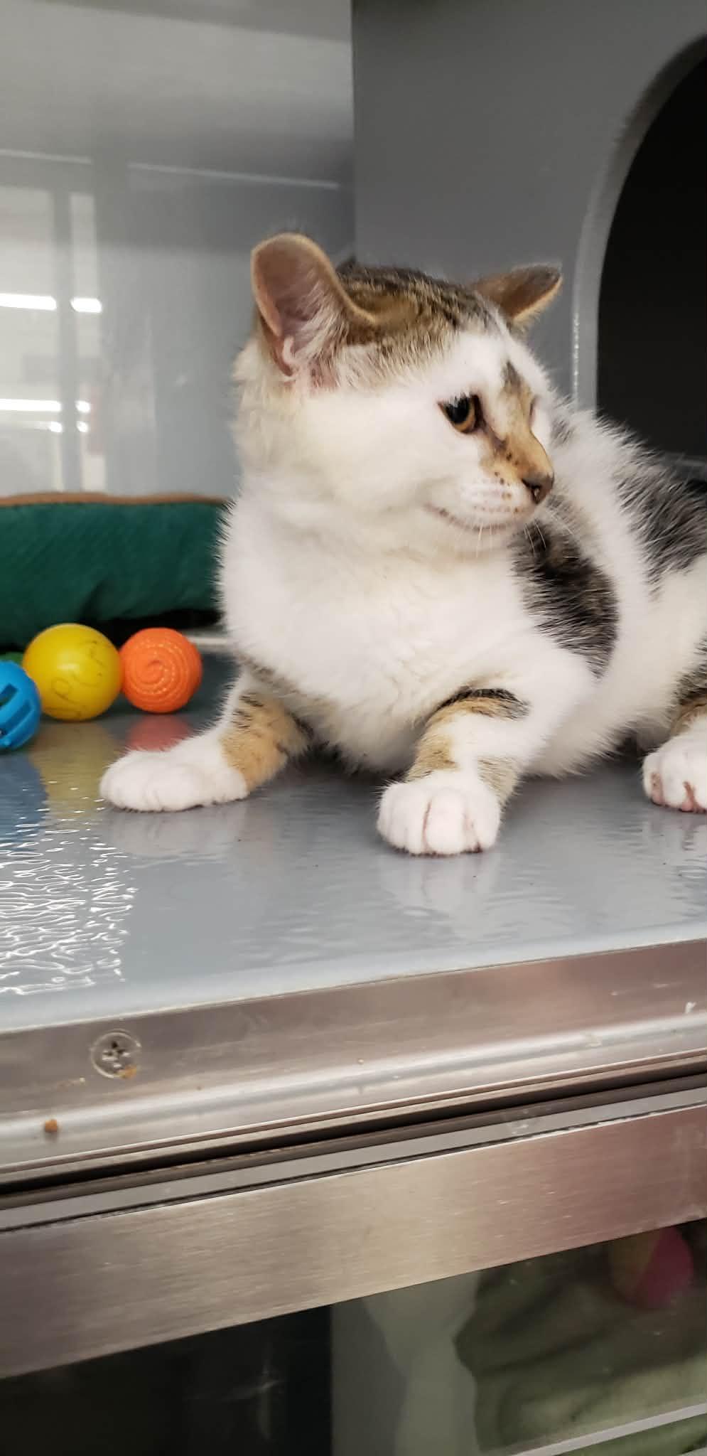 Gracie, ADOPTABLE, Kitten Female Domestic Short Hair.