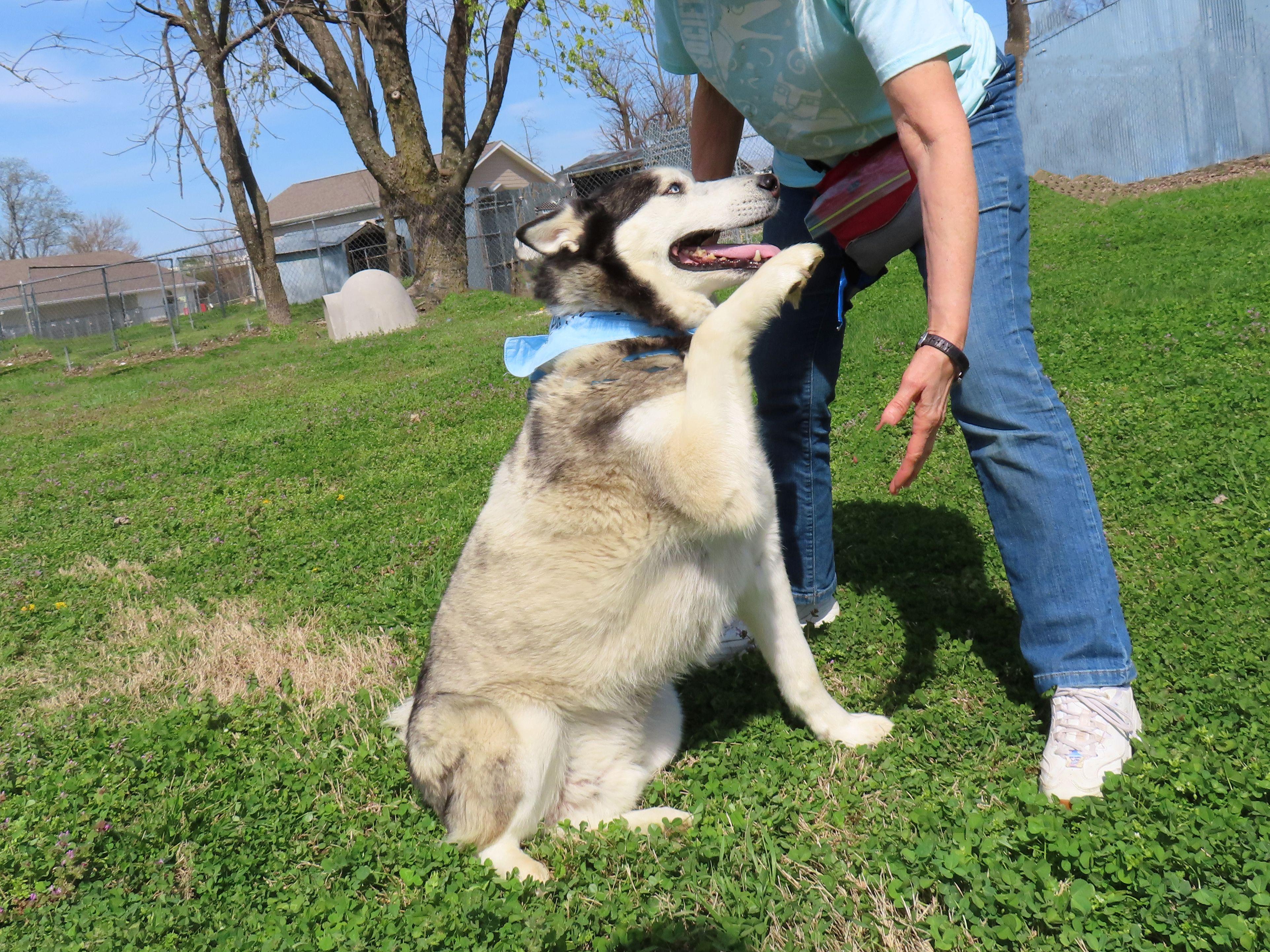 Enlarge Koda  26C-51B, a ADOPTABLE Husky in Rogers, AR image 2/5