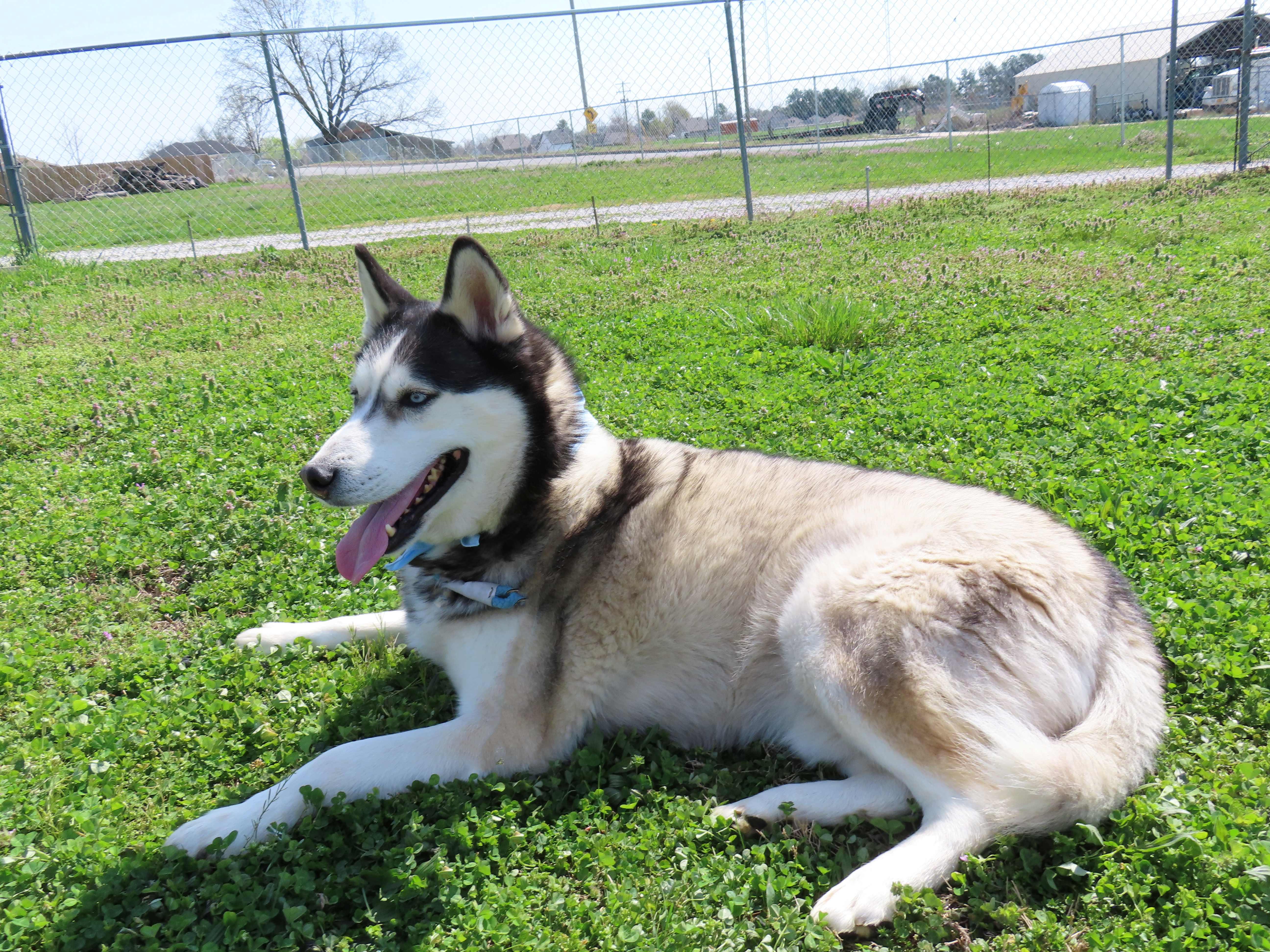 Enlarge Koda  26C-51B, a ADOPTABLE Husky in Rogers, AR image 5/5