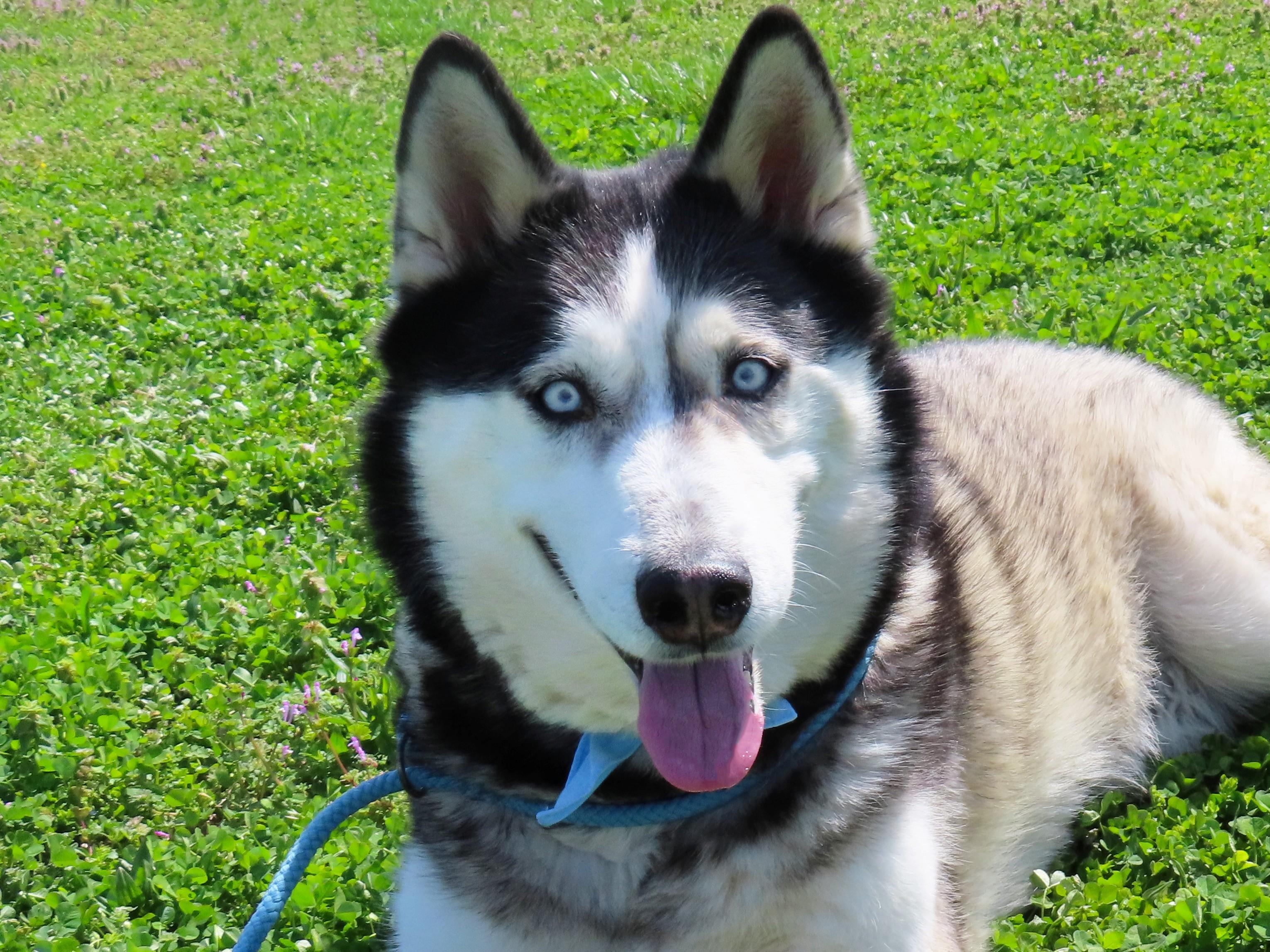 Enlarge Koda  26C-51B, a ADOPTABLE Husky in Rogers, AR image 1/5