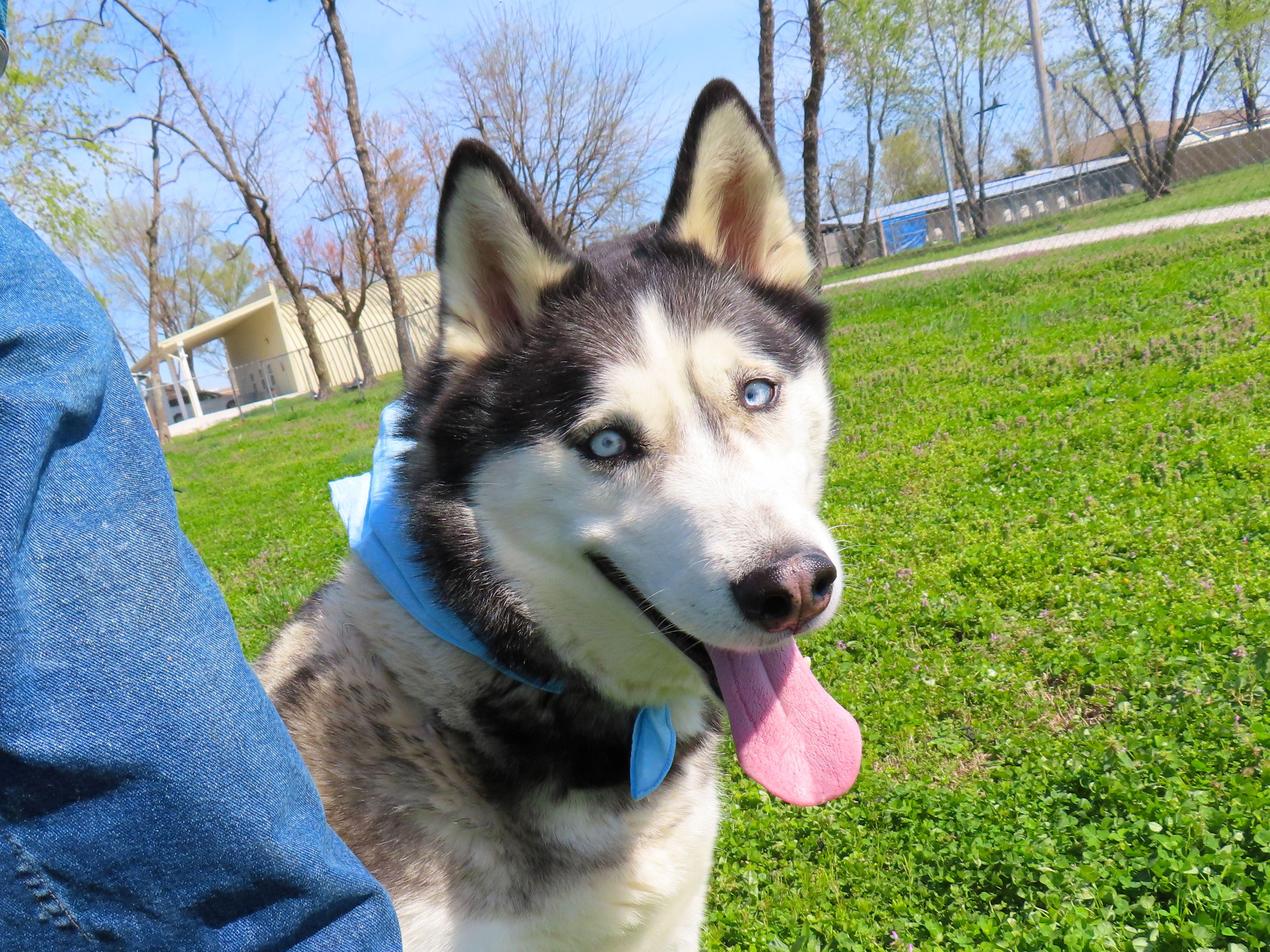 Enlarge Koda  26C-51B, a ADOPTABLE Husky in Rogers, AR image 3/5