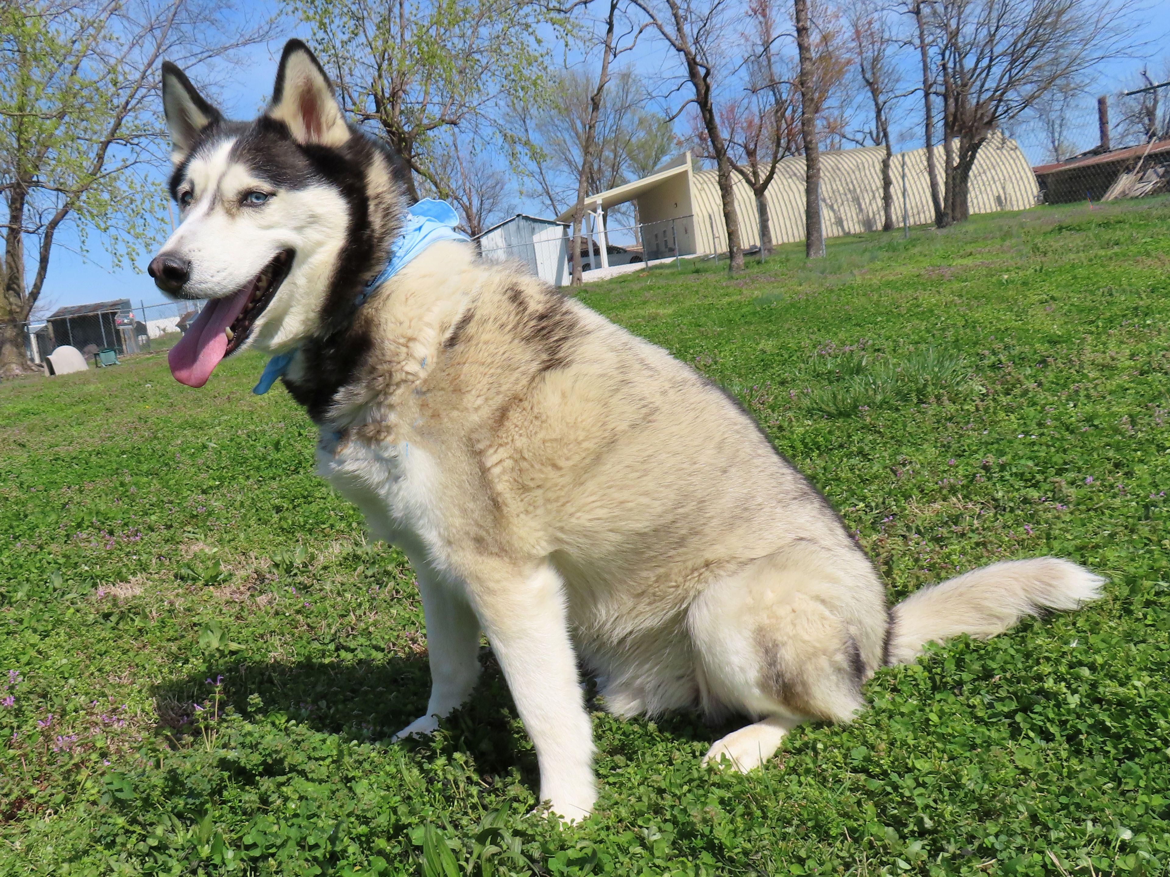 Enlarge Koda  26C-51B, a ADOPTABLE Husky in Rogers, AR image 4/5