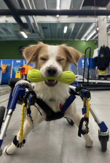 Pebbles, a Adoptable mixed breed in Los Angeles, CA image 5/6
