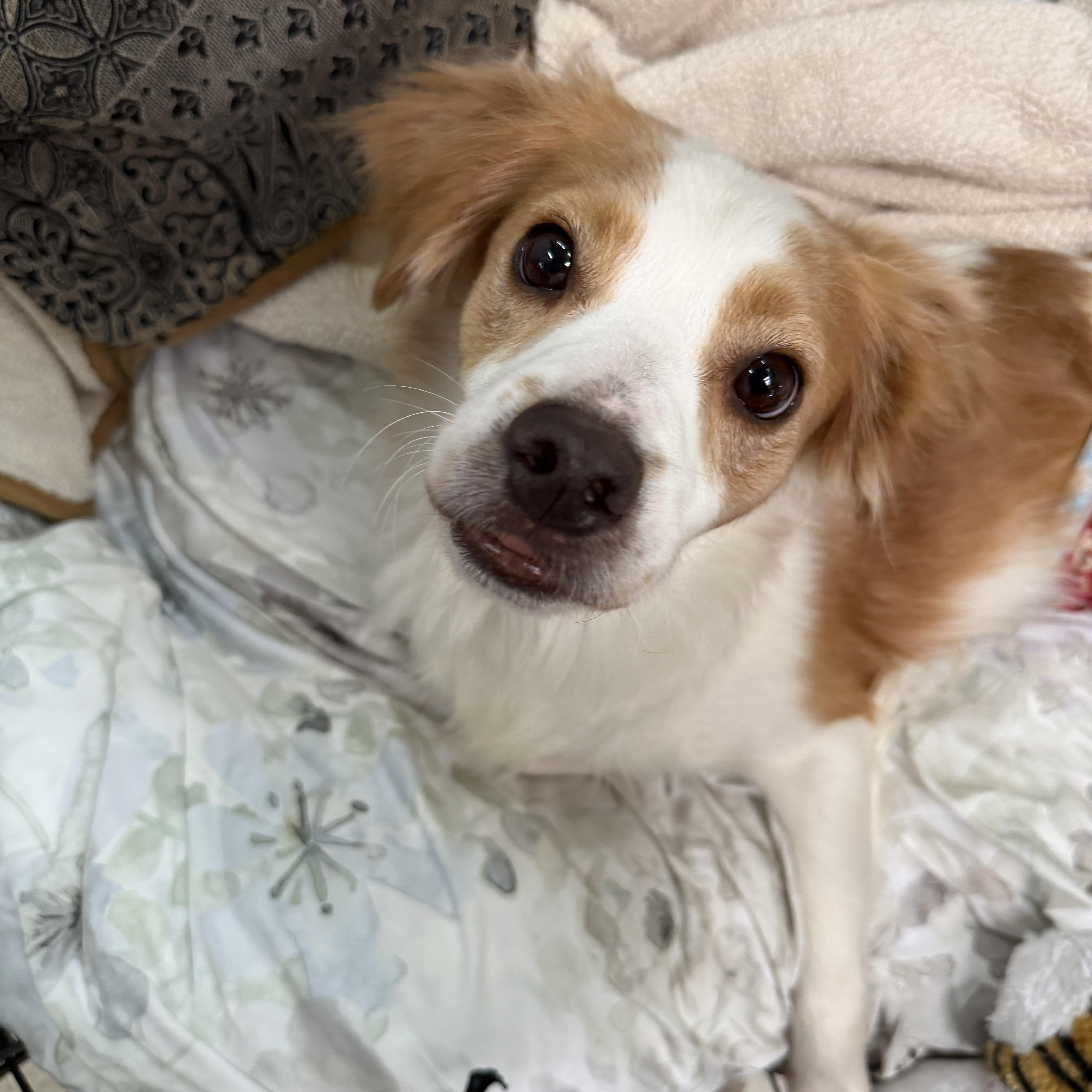 Pebbles, a Adoptable mixed breed in Los Angeles, CA image 2/6