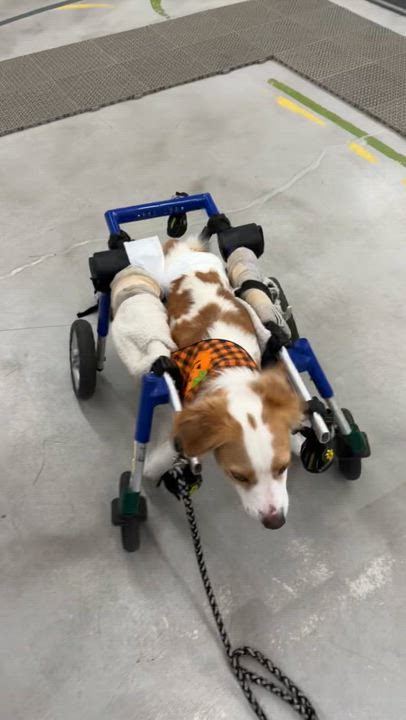 Enlarge Pebbles, a Adoptable mixed breed in Los Angeles, CA video 3/6