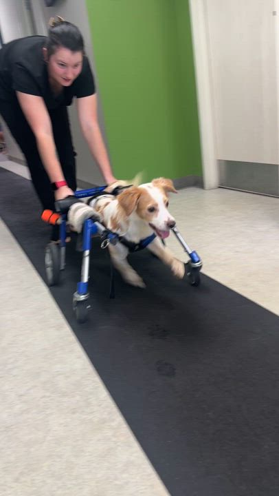 Enlarge Pebbles, a Adoptable mixed breed in Los Angeles, CA video 4/6