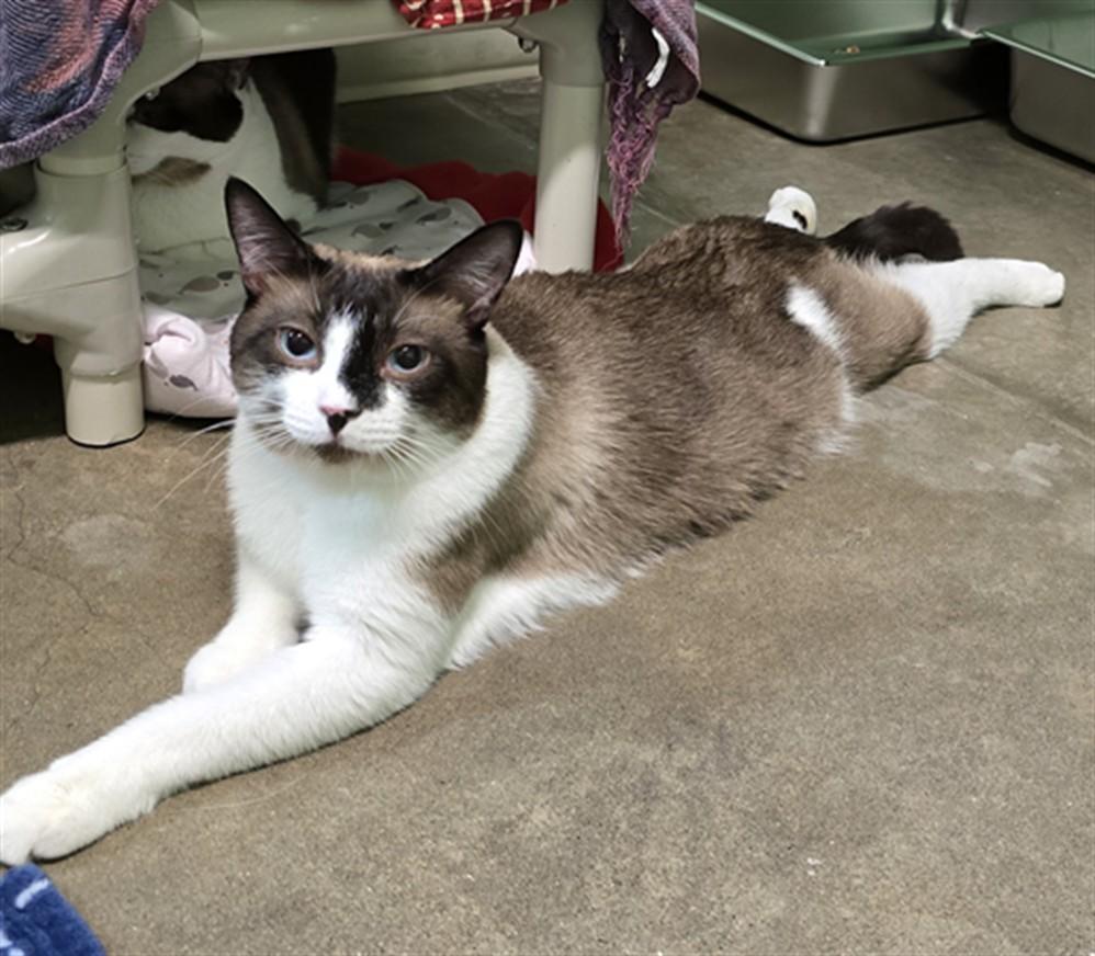 Lucas, an adoptable Domestic Short Hair in Juneau, AK, 99801 | Photo Image 1