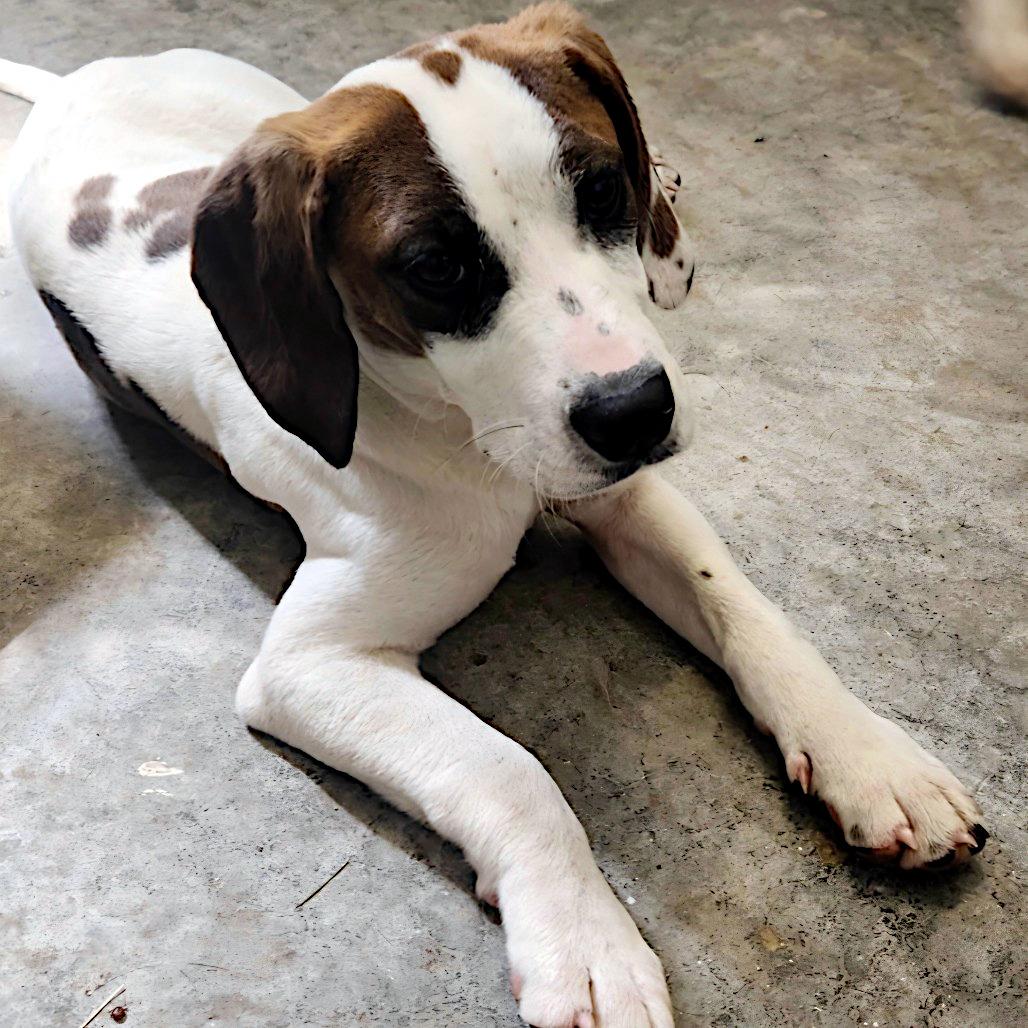 Jason, a ADOPTABLE mixed breed in Sulphur, KY image 2/2