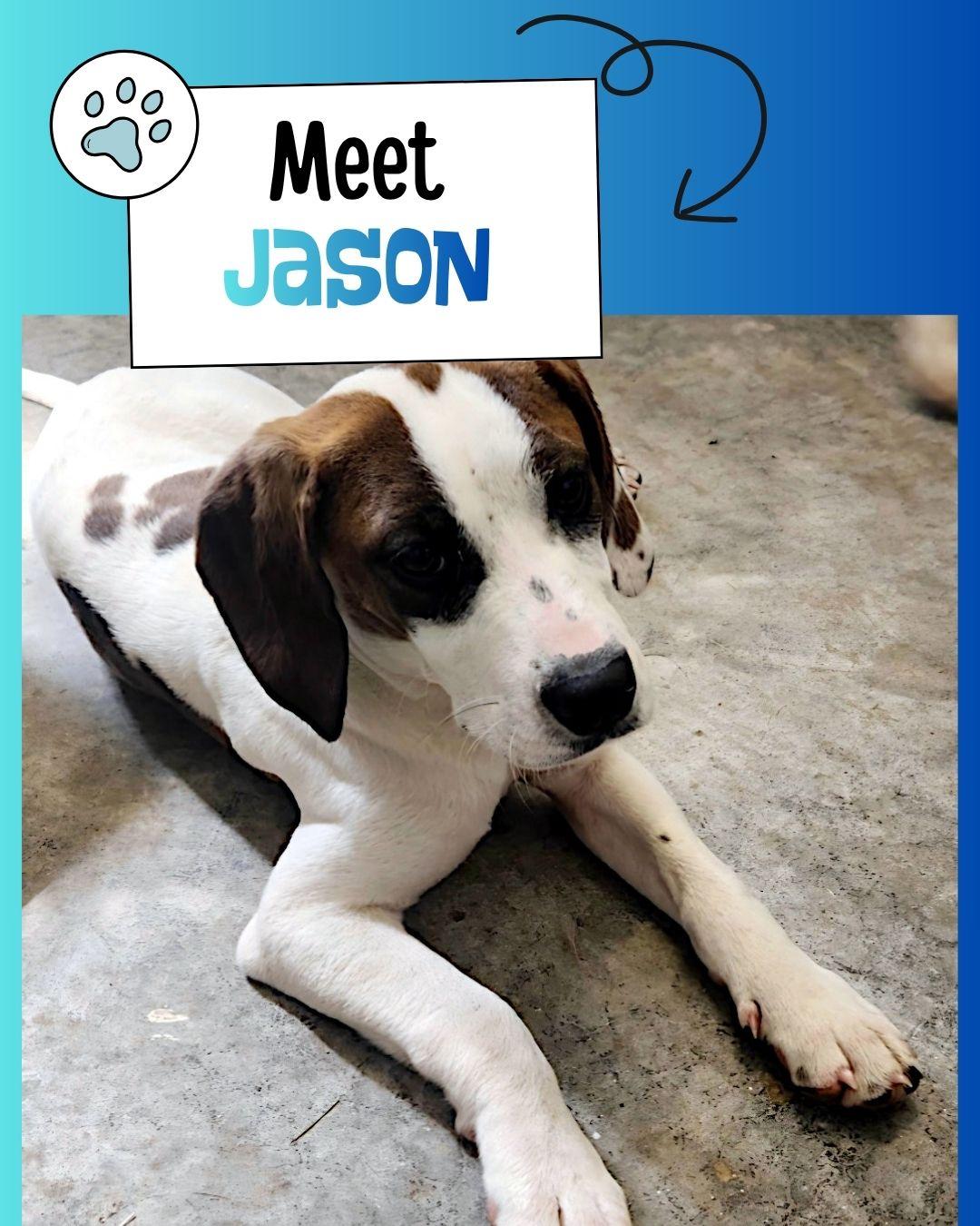 Jason, a ADOPTABLE mixed breed in Sulphur, KY image 1/2