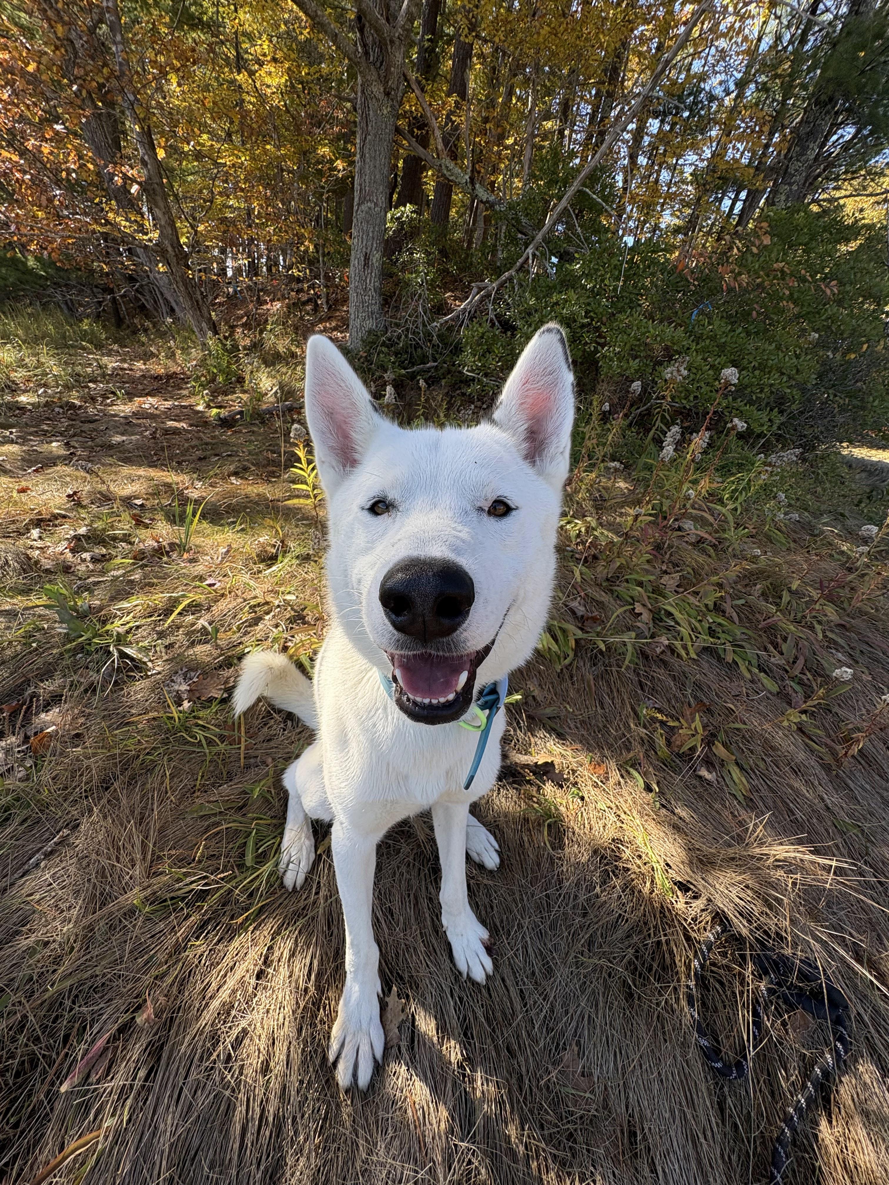 Enlarge Frosty, a Adopted Siberian Husky in York, ME image 1/3