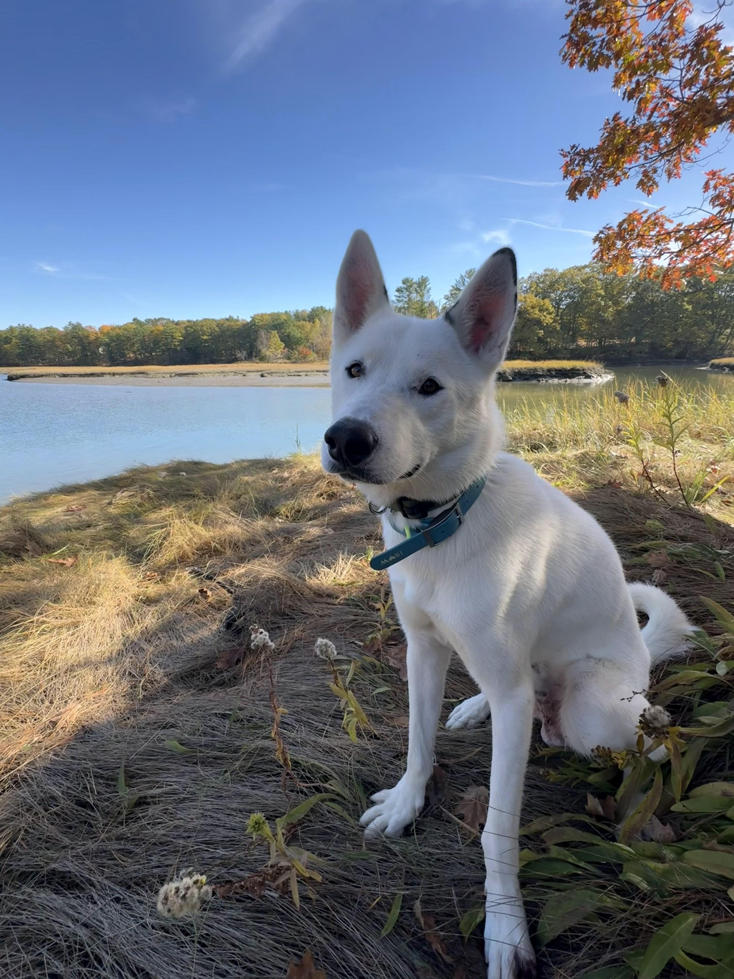 Enlarge Frosty, a Adopted Siberian Husky in York, ME image 2/3