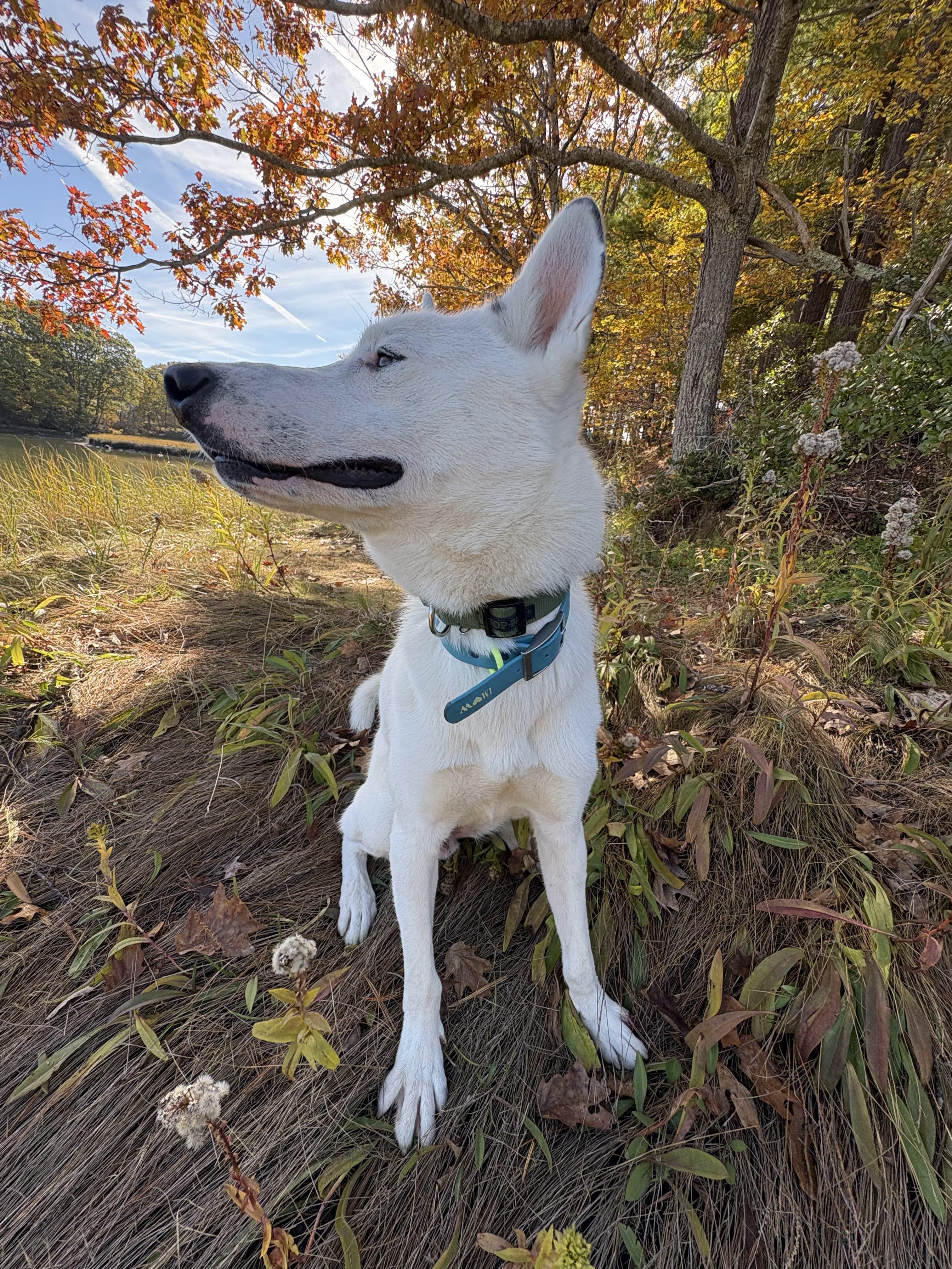 Enlarge Frosty, a Adopted Siberian Husky in York, ME image 3/3