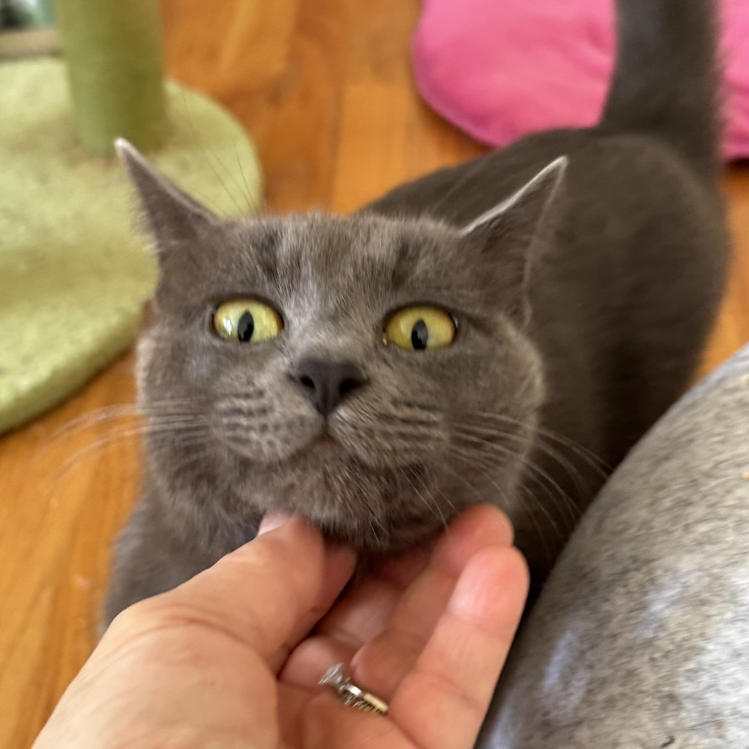 FREIDA, Adoptable, Young Female Domestic Short Hair.