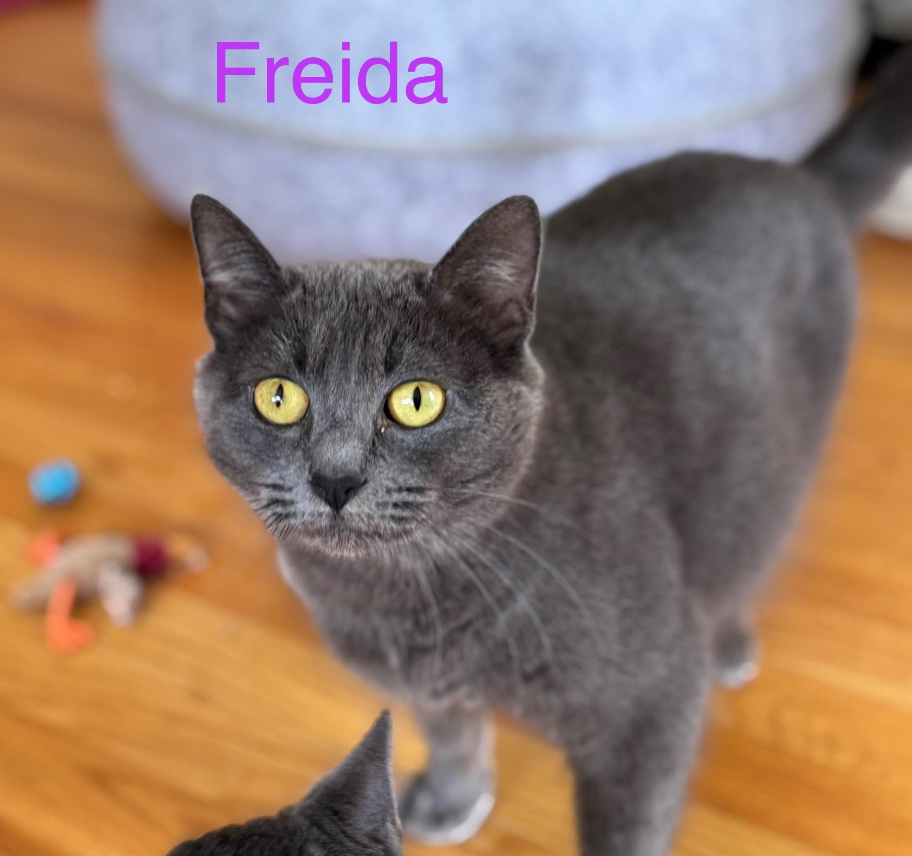 FREIDA, Adult Female Domestic Short Hair
