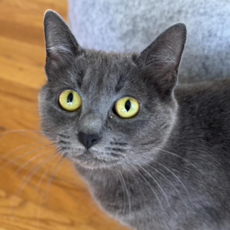 Enlarge FREIDA, a Adoptable Domestic Short Hair in East Greenwich, RI image 3/6