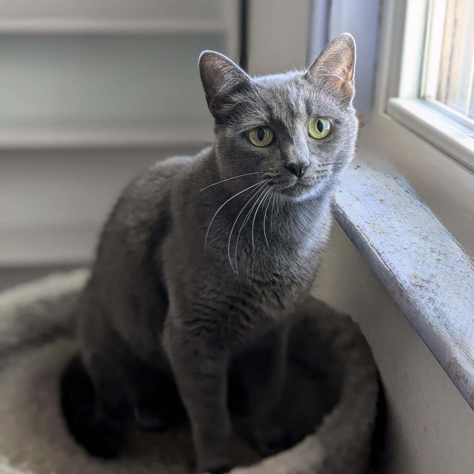 Enlarge FREIDA, a Adoptable Domestic Short Hair in East Greenwich, RI image 5/6