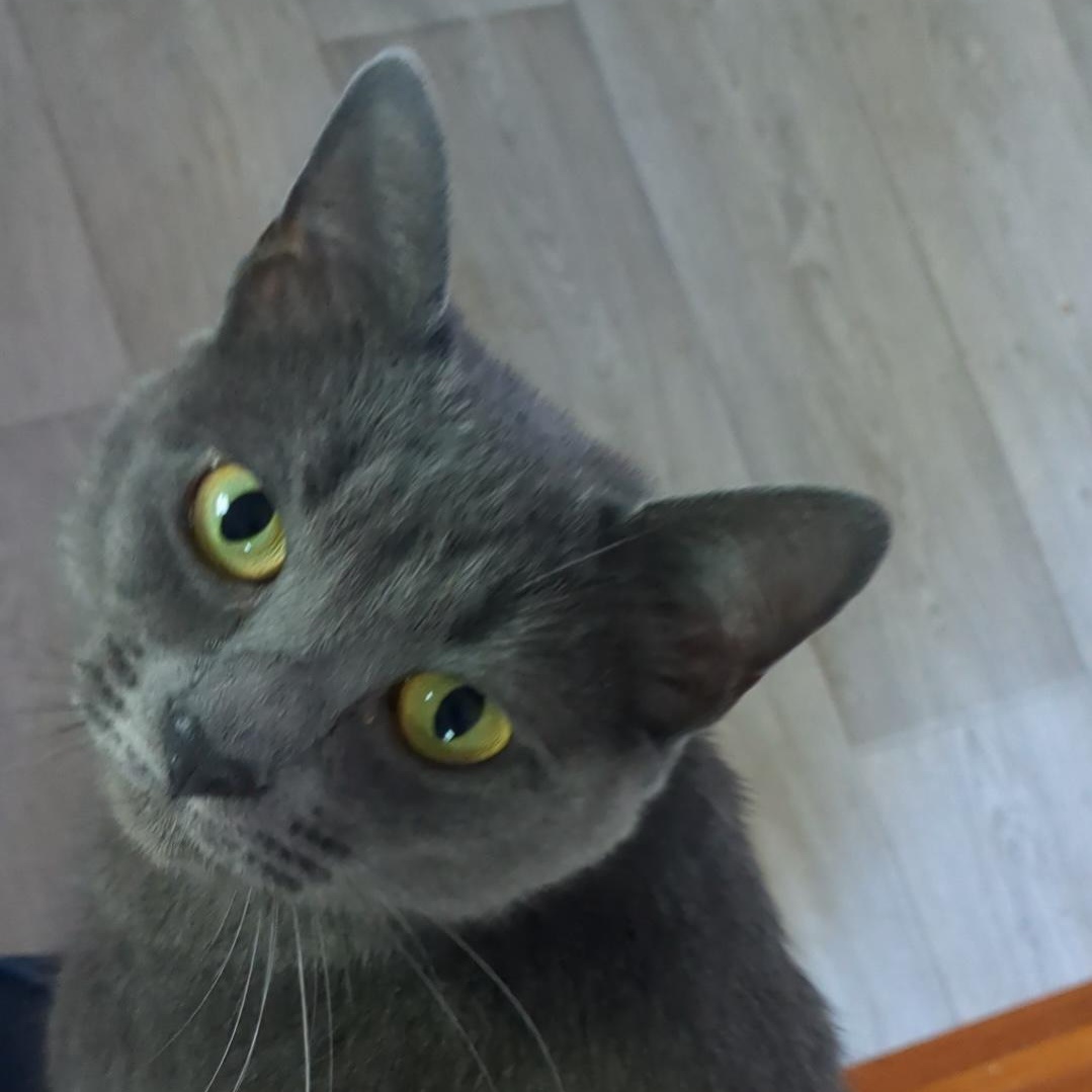 Enlarge FREIDA, a Adoptable Domestic Short Hair in East Greenwich, RI image 6/6