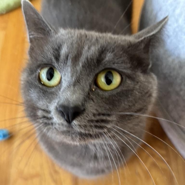 Enlarge FREIDA, a Adoptable Domestic Short Hair in East Greenwich, RI image 4/6