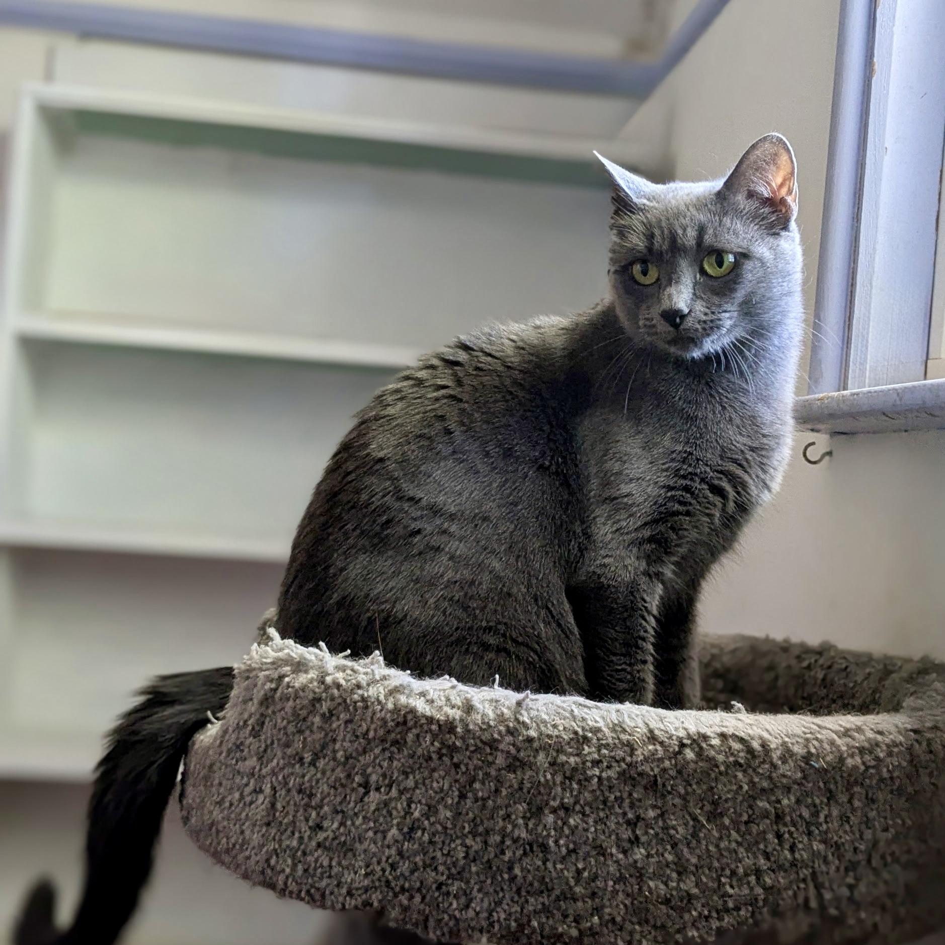 Enlarge FREIDA, a Adoptable Domestic Short Hair in East Greenwich, RI image 1/6