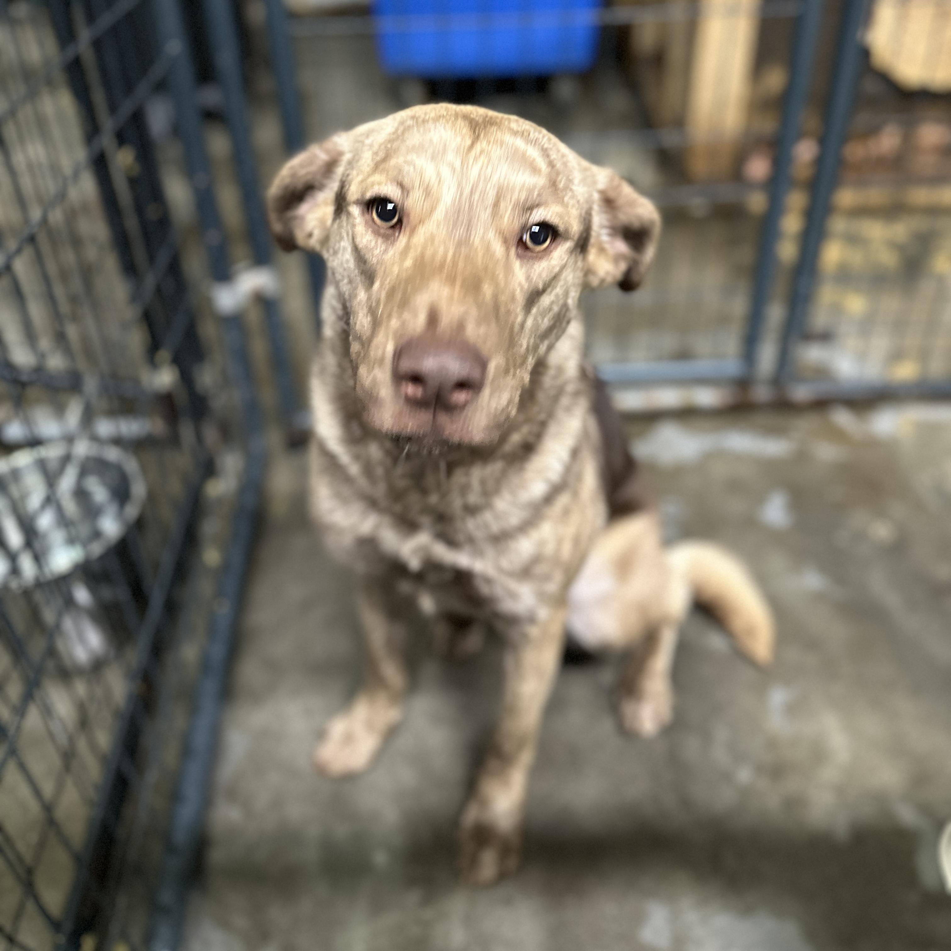 Dobby — thumbnail 2