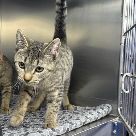 Mae, Adoptable, Young Female Domestic Medium Hair.