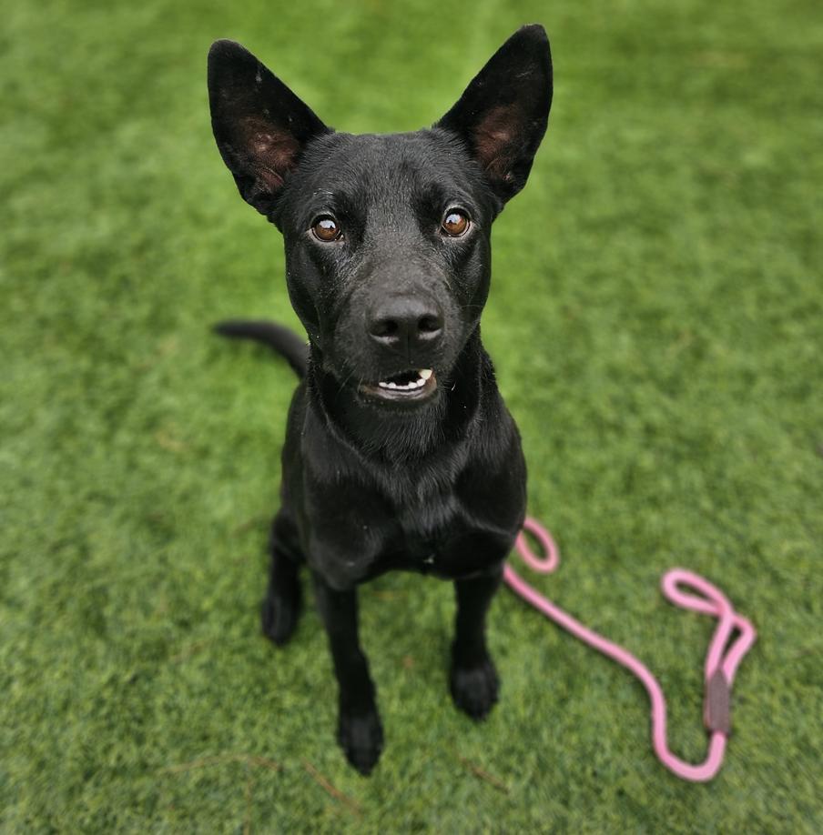 Dog for adoption Beau, a Mountain Cur Mix in Hooksett, NH Petfinder