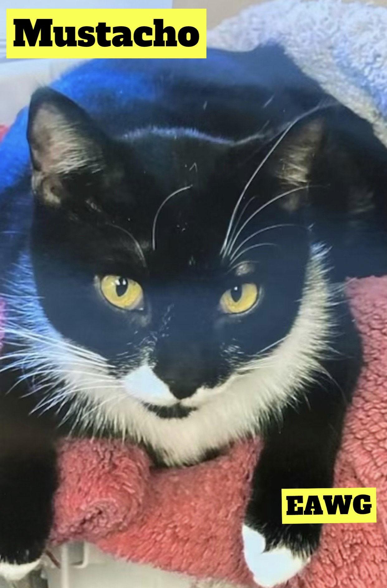Mustacho, a Adoptable Tuxedo in Pensacola, FL image 1/3