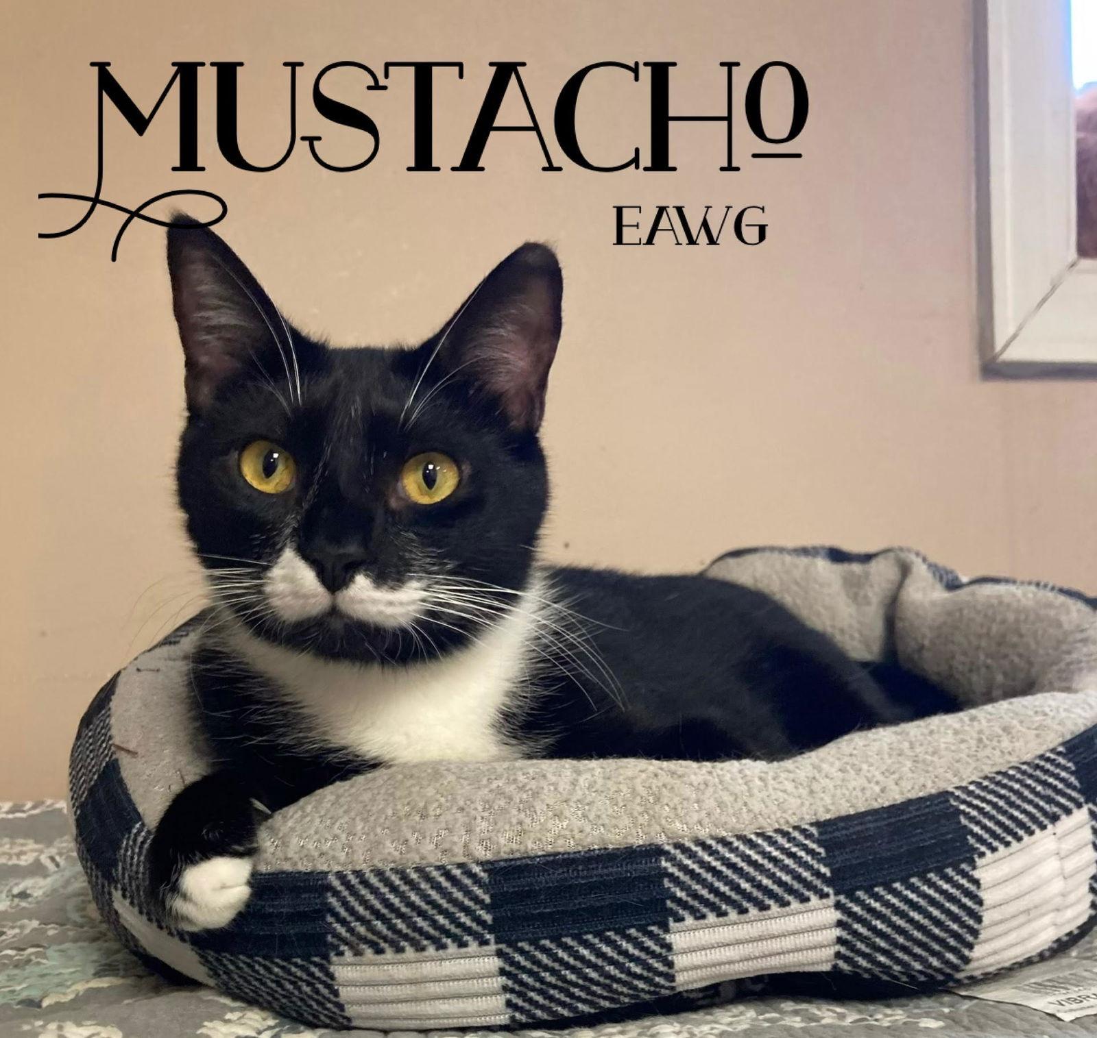 Mustacho, a Adoptable Tuxedo in Pensacola, FL image 2/3