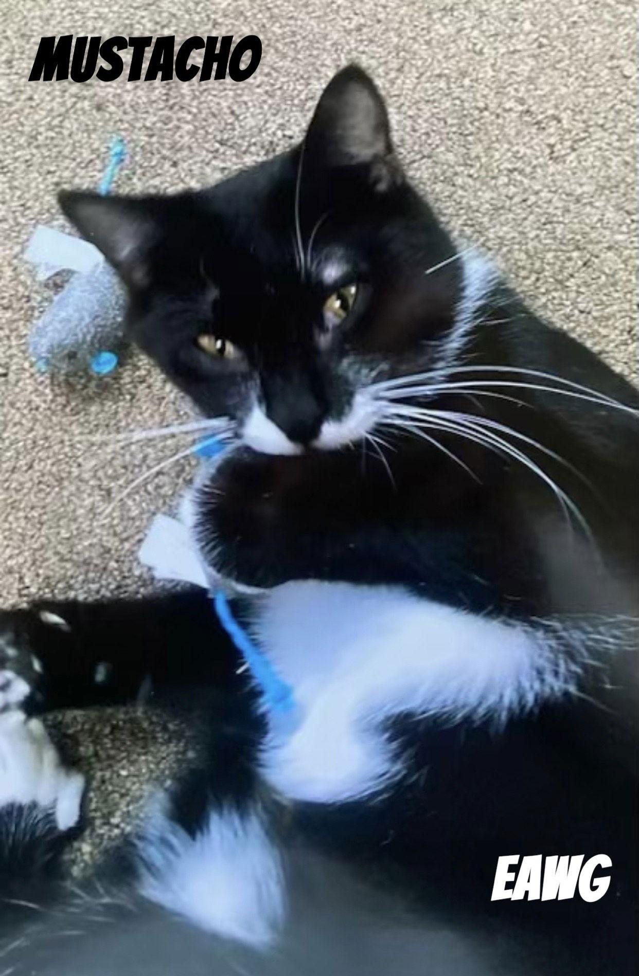 Mustacho, a Adoptable Tuxedo in Pensacola, FL image 3/3