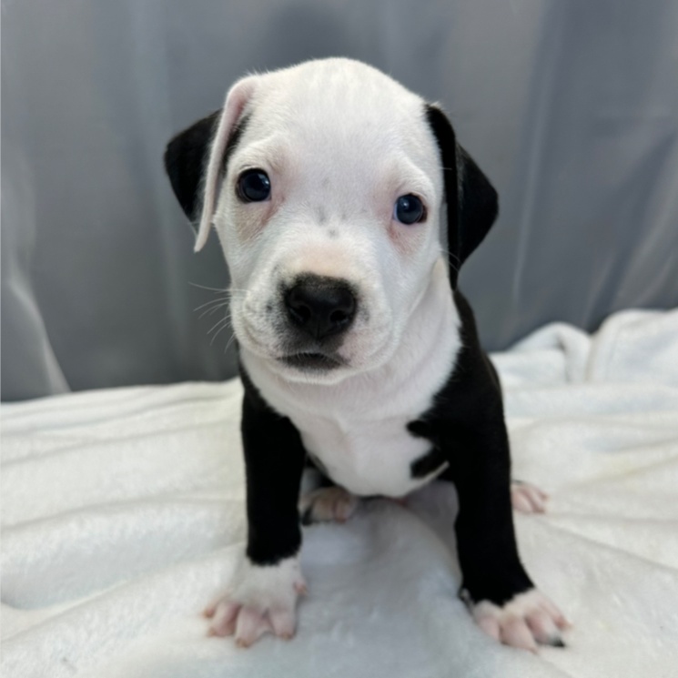Hopper, a Adopted mixed breed in Copiague, NY image 1/4