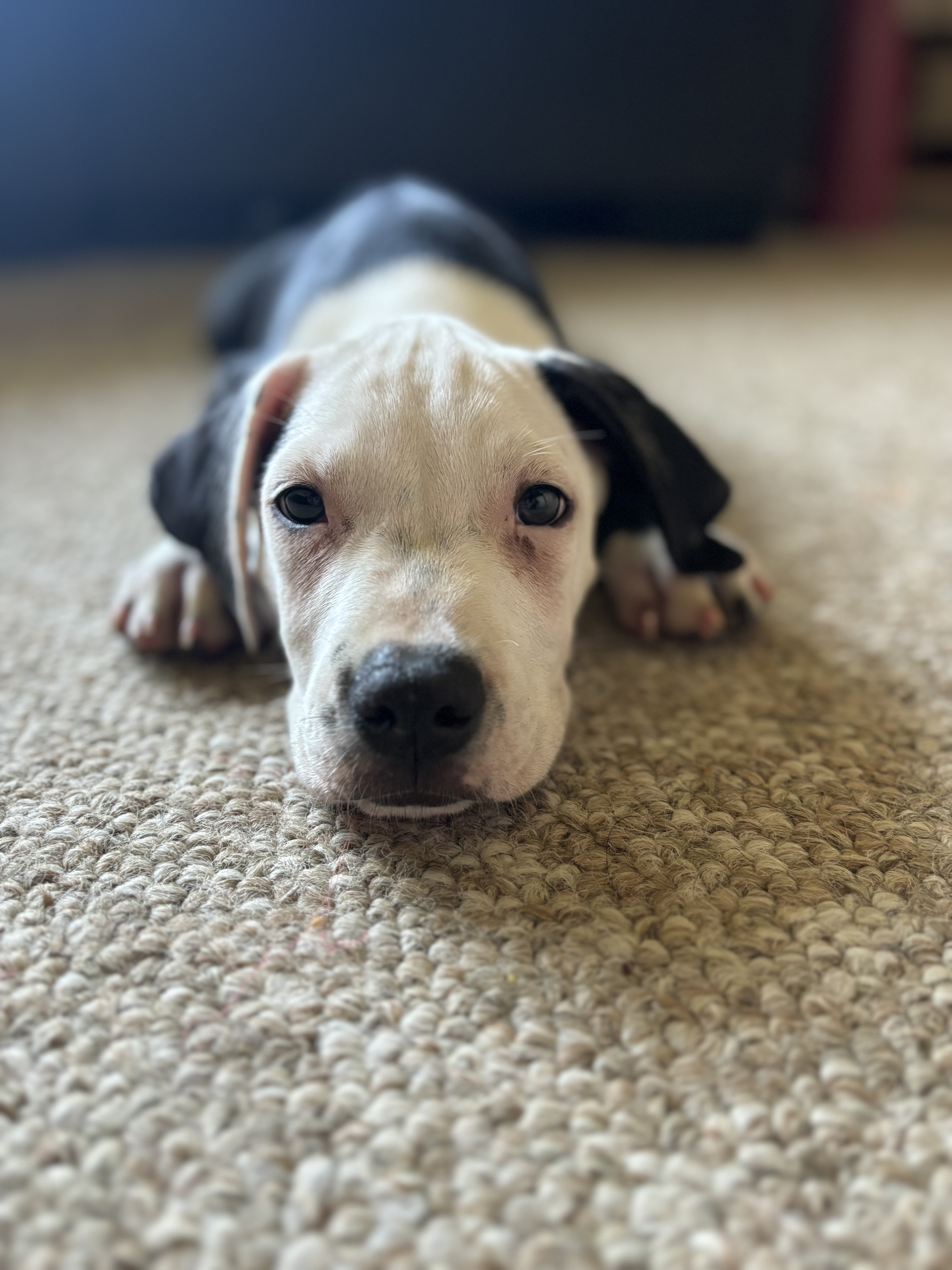 Hopper, a Adopted mixed breed in Copiague, NY image 4/4
