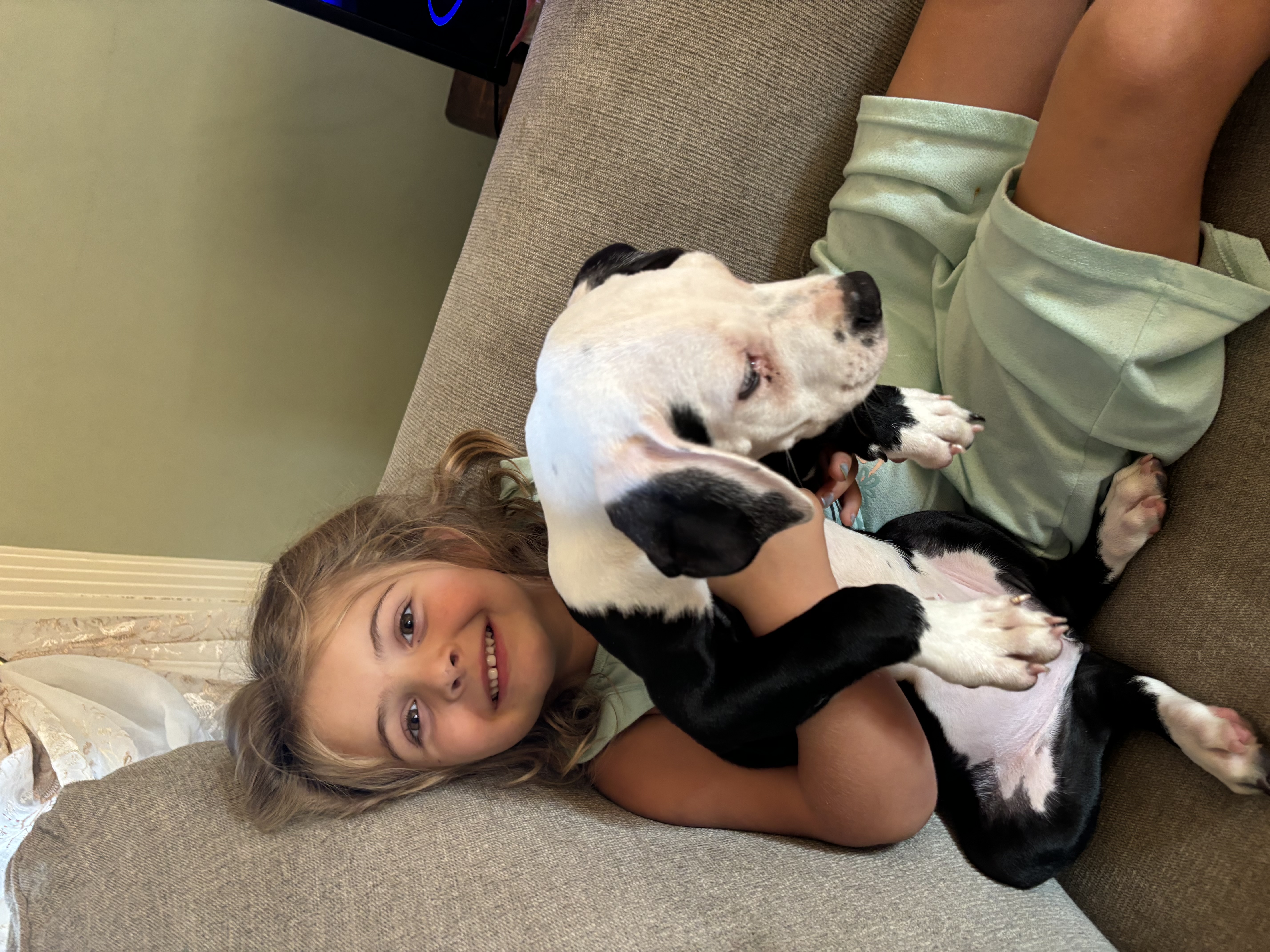 Hopper, a Adopted mixed breed in Copiague, NY image 2/4