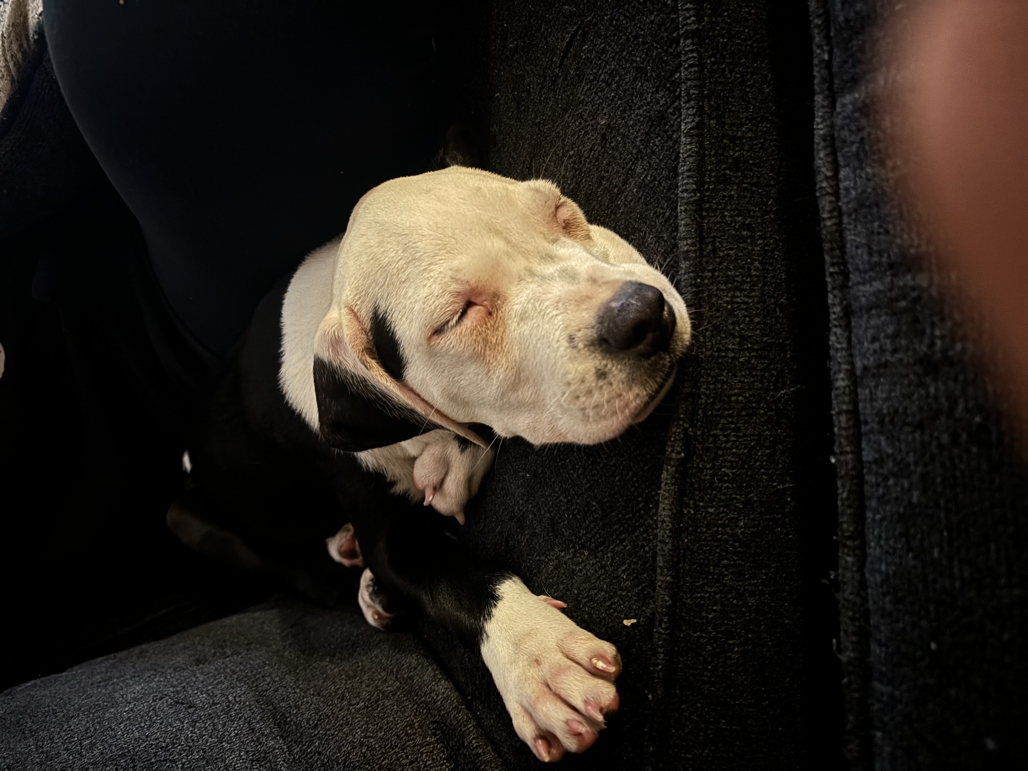 Hopper, a Adopted mixed breed in Copiague, NY image 3/4