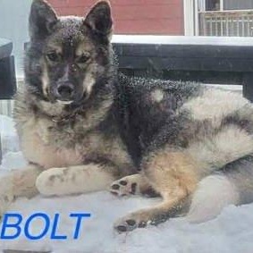 Bolt, an adoptable Norwegian Elkhound, German Shepherd Dog in Perth, ON, K7H 3C3 | Photo Image 1