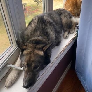 Bolt, an adoptable Norwegian Elkhound, German Shepherd Dog in Perth, ON, K7H 3C3 | Photo Image 3