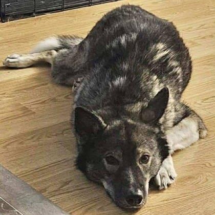 Bolt, an adoptable Norwegian Elkhound, German Shepherd Dog in Perth, ON, K7H 3C3 | Photo Image 2