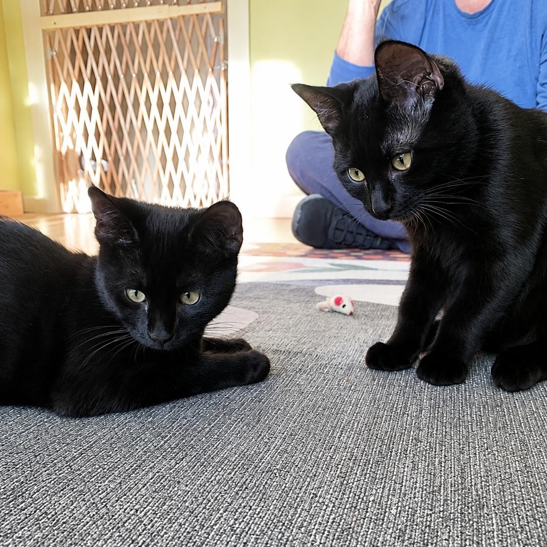 Juniper & Dahlia, a ADOPTABLE Domestic Short Hair in LAKE HOPATCONG, NJ image 2/2