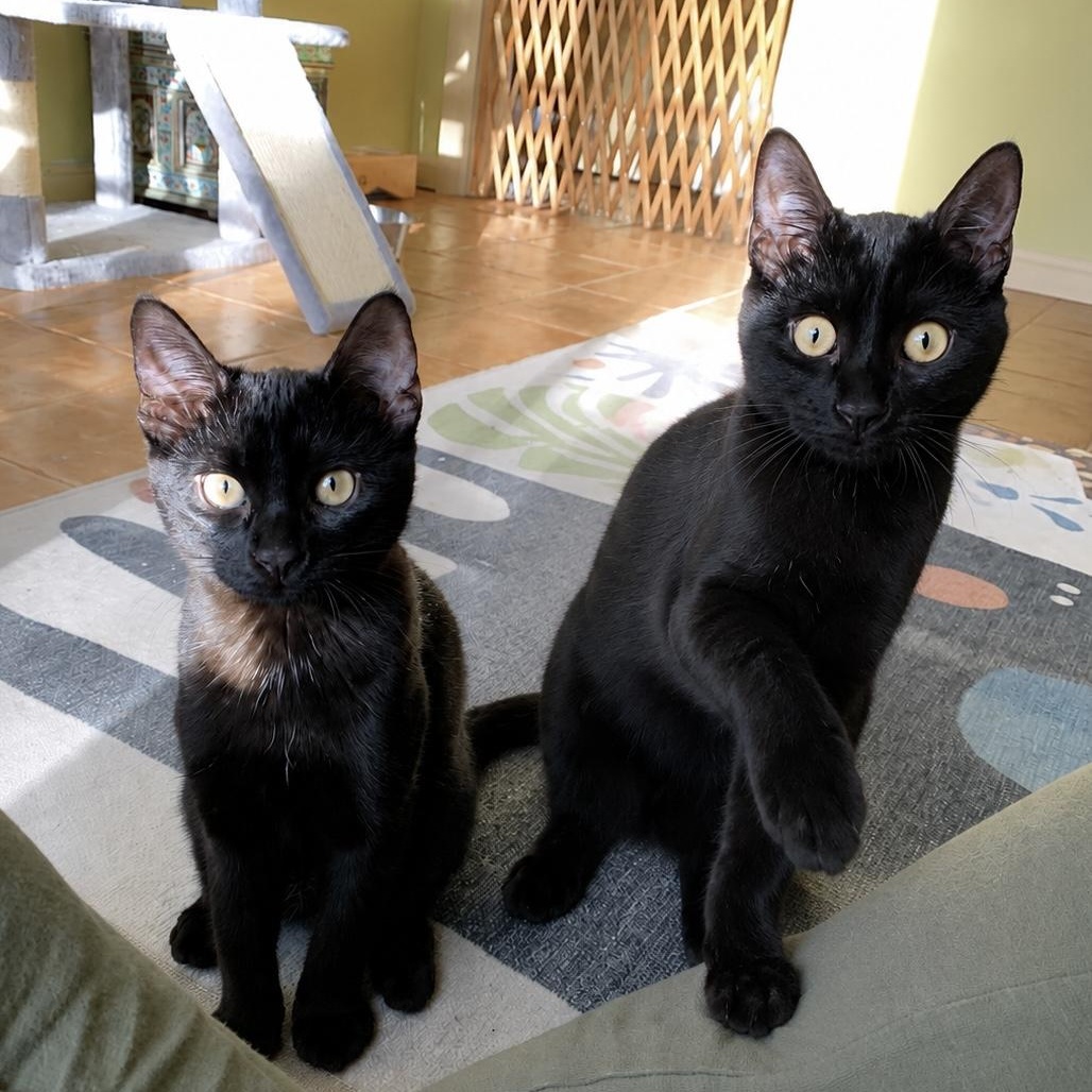 Juniper & Dahlia, ADOPTABLE, Kitten Female Domestic Short Hair.