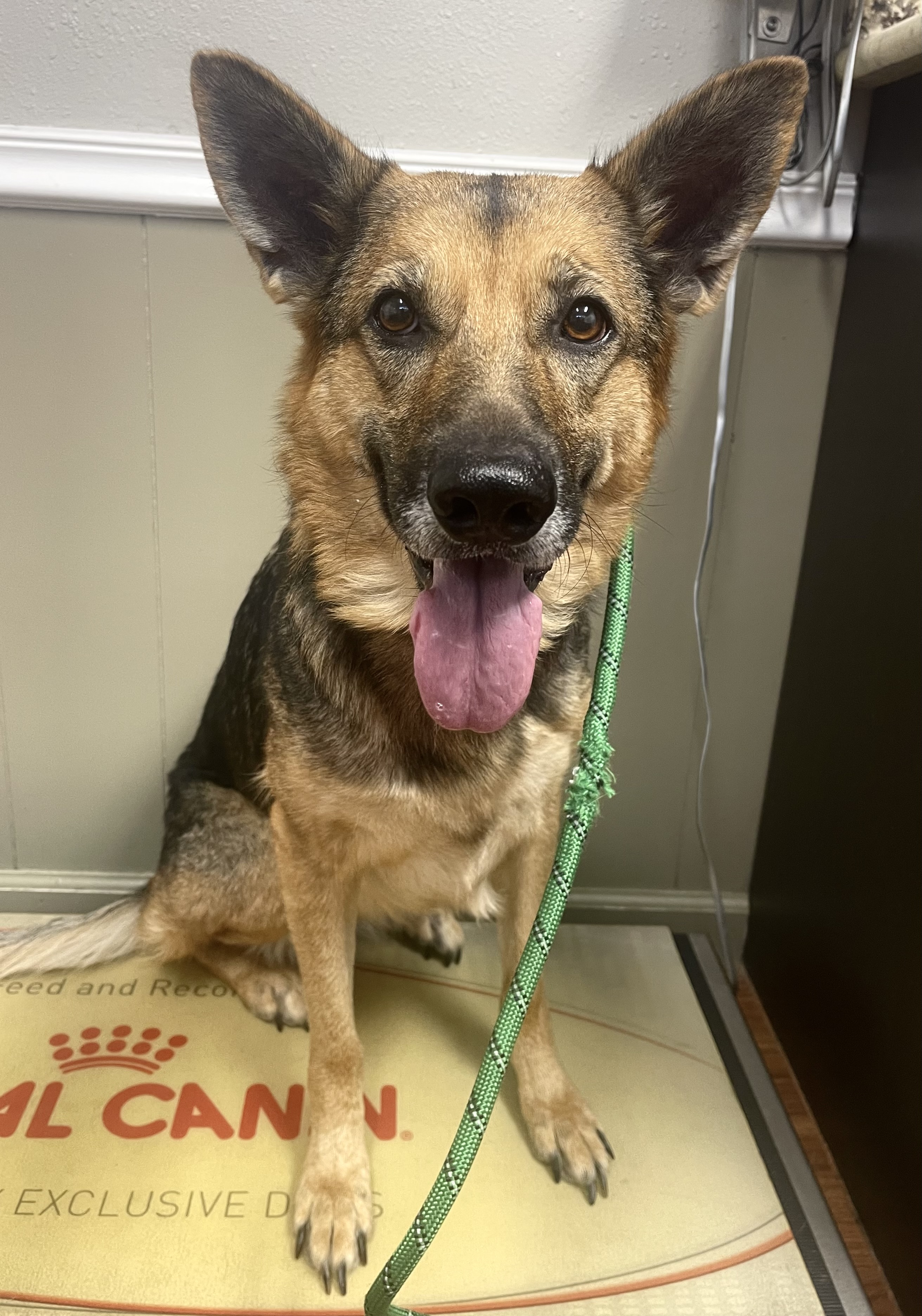 Luisa, Adult Female German Shepherd Dog