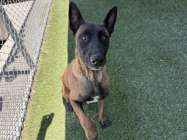 MAGGIE, Adoptable, Adult Female Belgian Shepherd / Malinois.