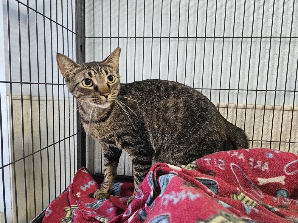 Enlarge Roger, a Adoptable Domestic Short Hair in Bossier City, LA image 1/1