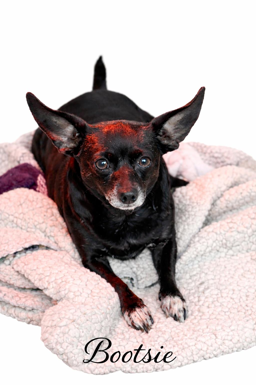 Enlarge Bootsie, an adopted Chihuahua in SYLVANIA, GA image 1/1