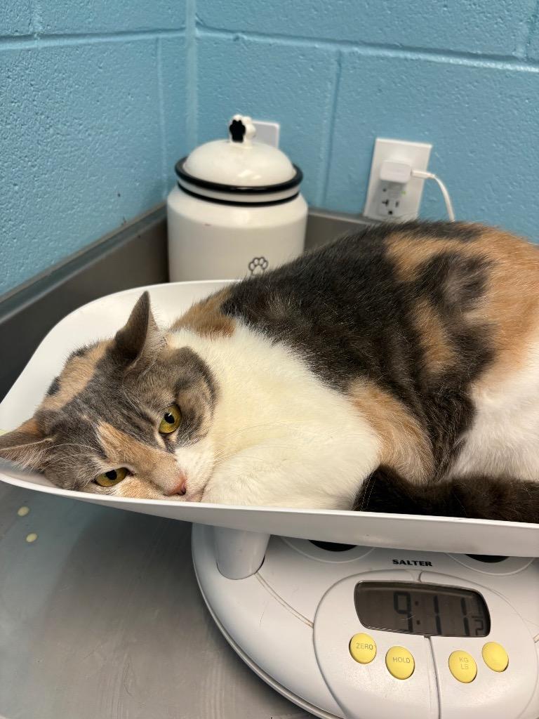 Little Kitty, Adopted, Senior Female Dilute Calico.