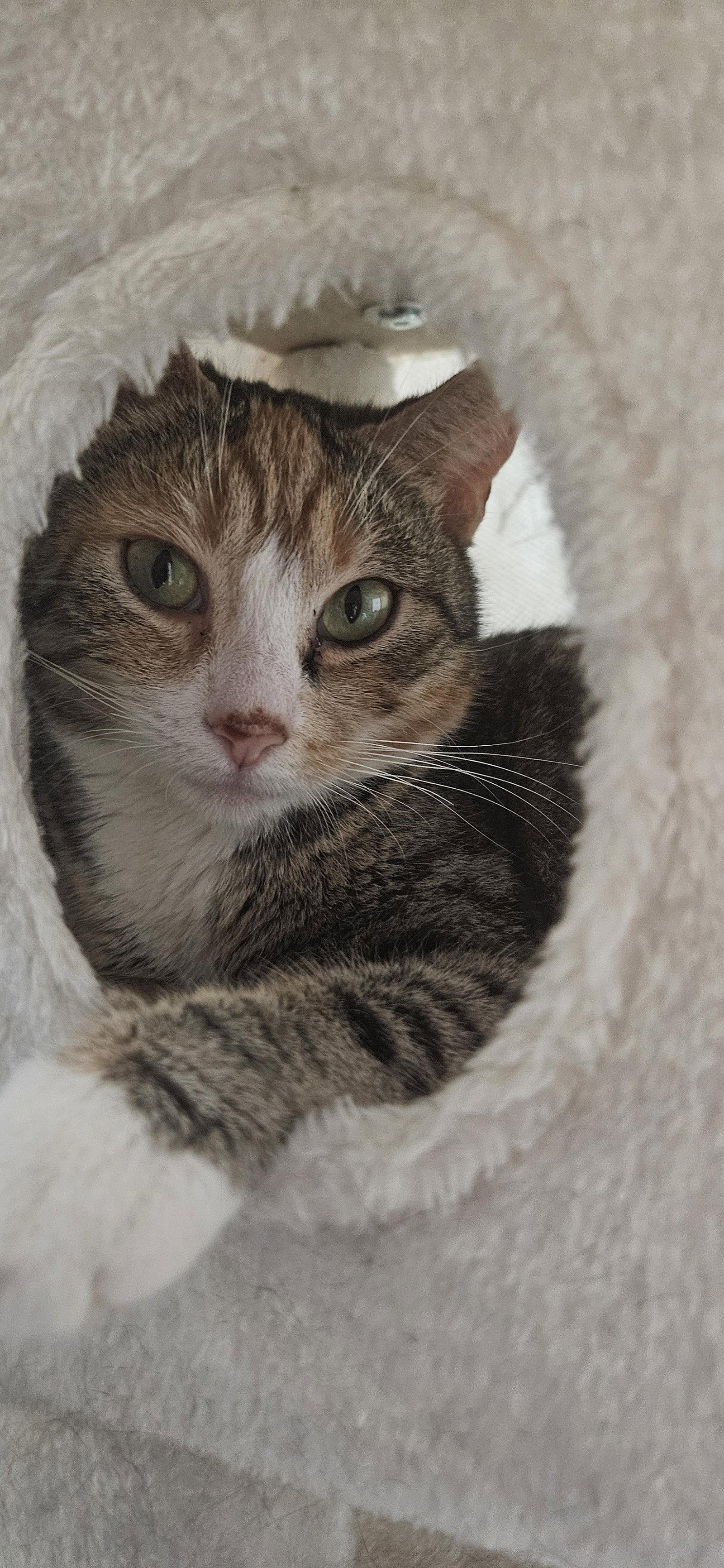 Sweetheart, Adopted, Young Female Domestic Short Hair.