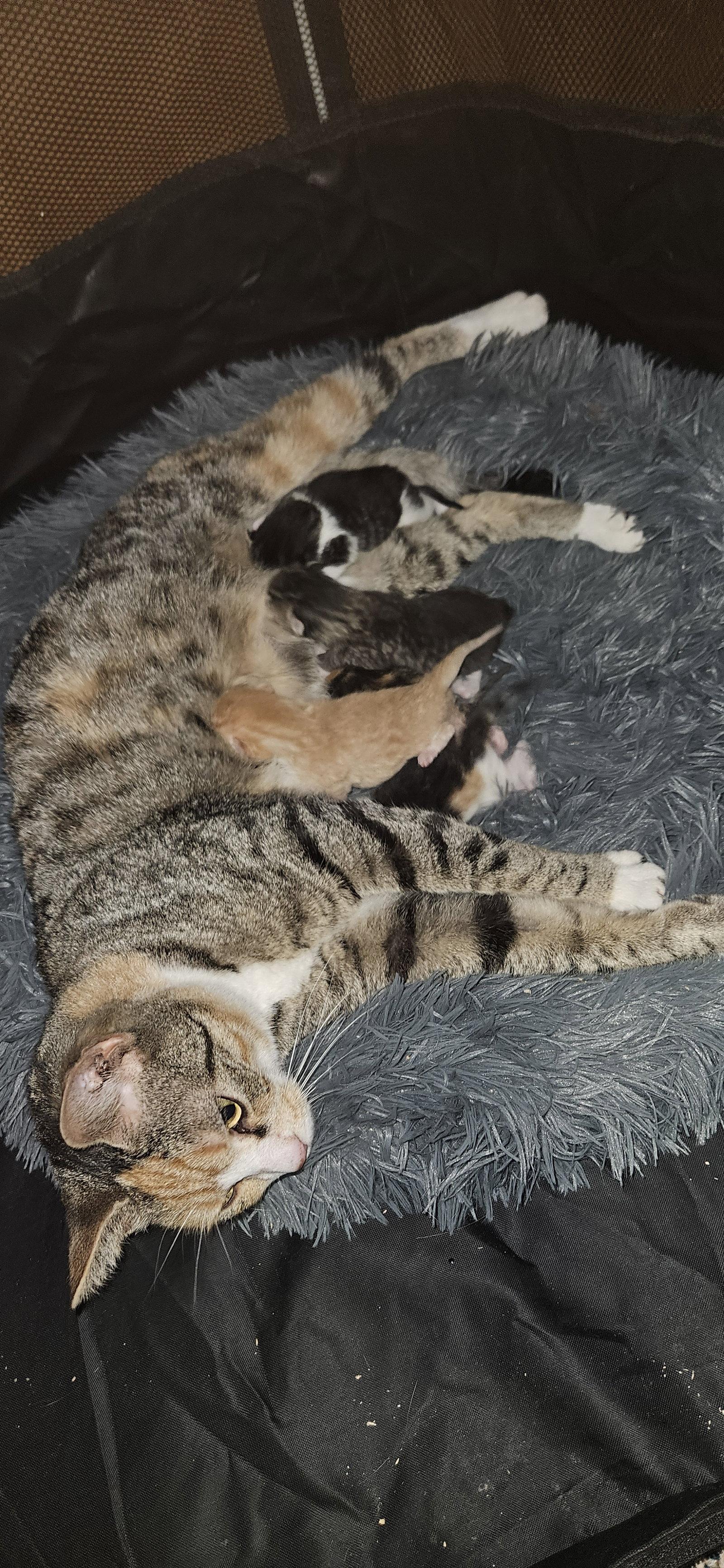 Enlarge Sweetheart, a Adopted Domestic Short Hair in Stewartsville, NJ image 2/3